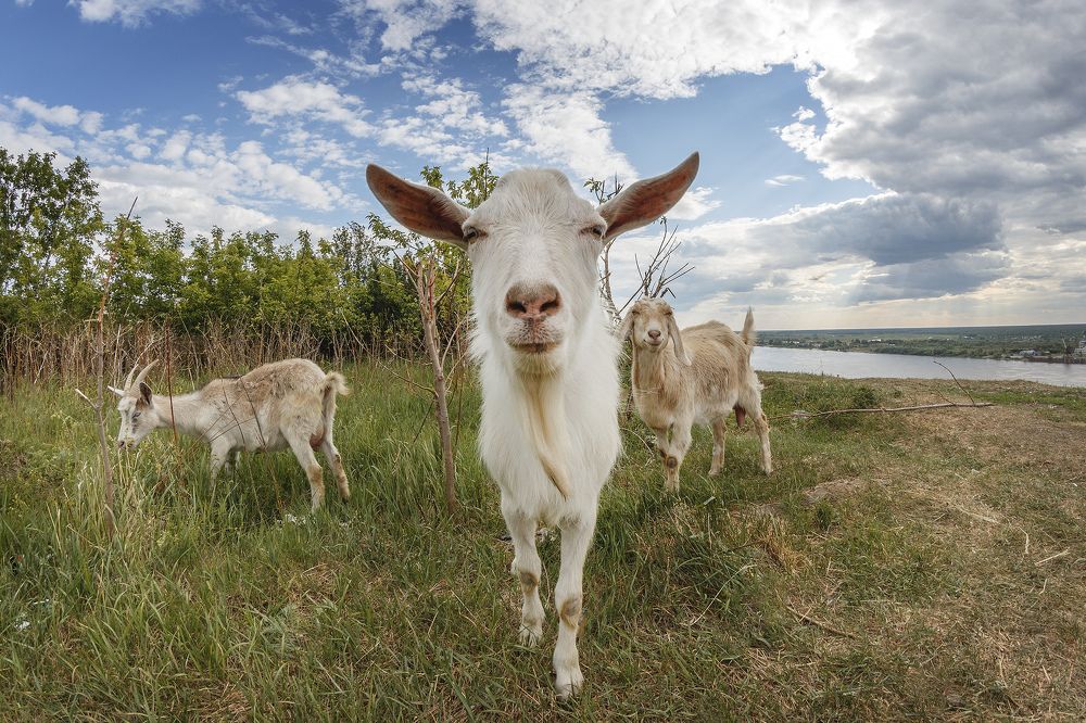 Photograph by Денис Григорьев