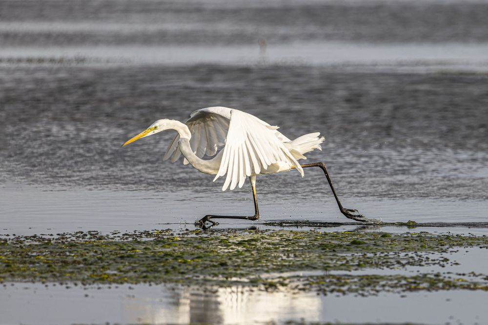О, рыбка, догоню
