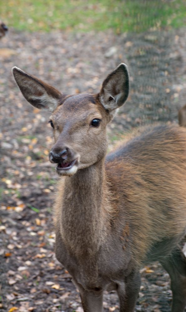 Фотография автора Ольга Круковская