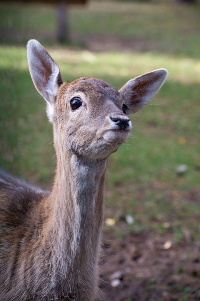Фотография автора Ольга Круковская
