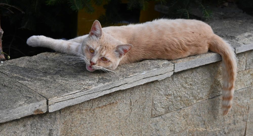 Котешки живот