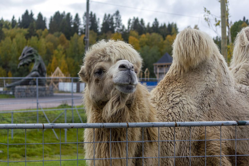 Photograph by Татьяна Раковская