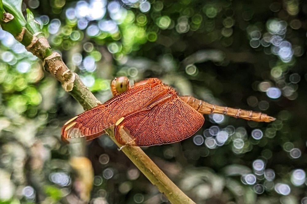 Fulvous forest skimmer
