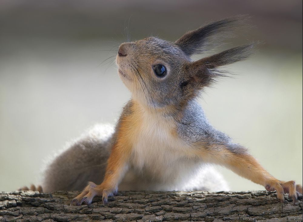 Photograph by Сергей Аникин