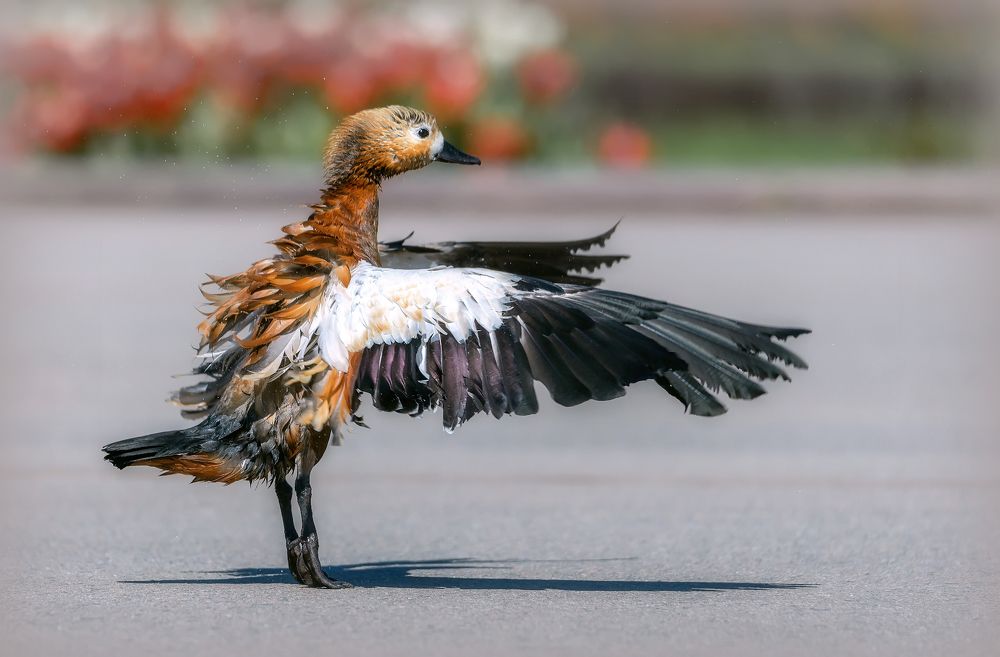 Photograph by Сергей Аникин