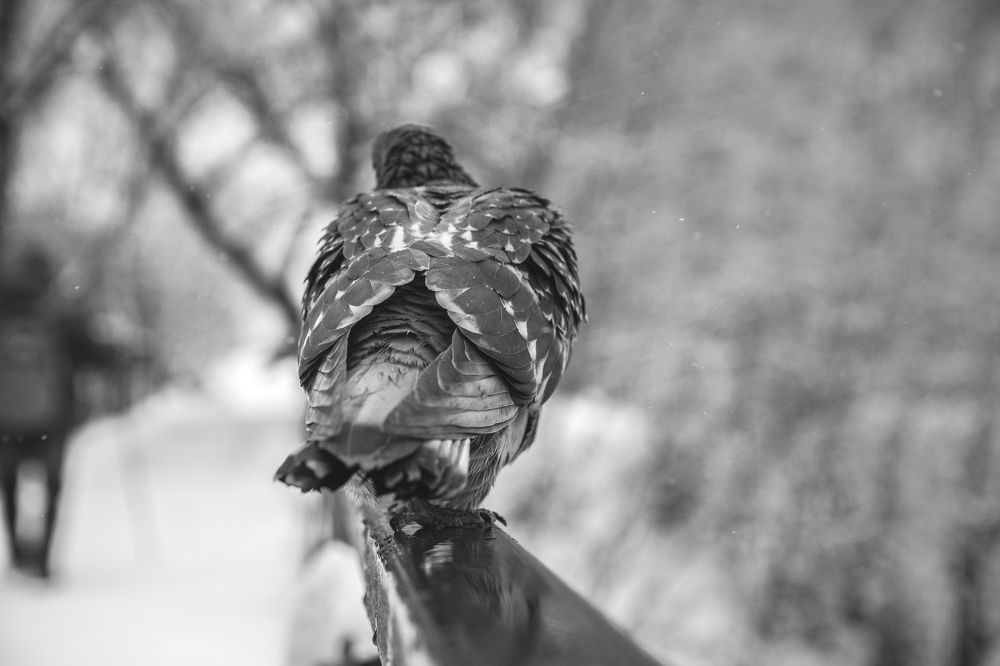 Photograph by Антон Гаврилов