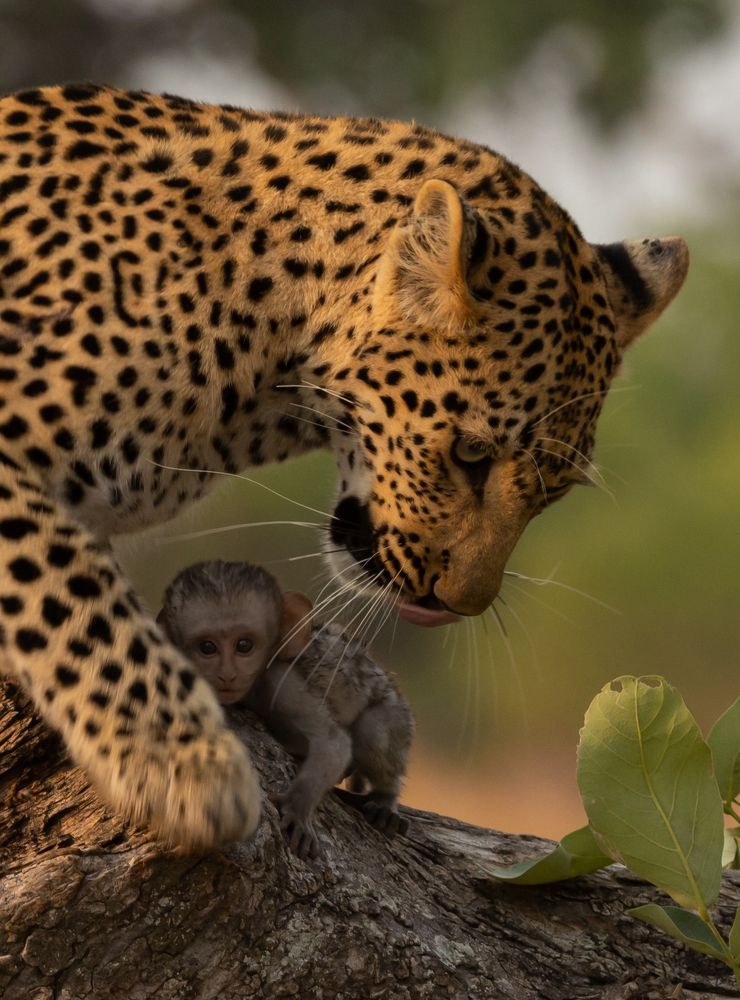 Leopard and monkey
