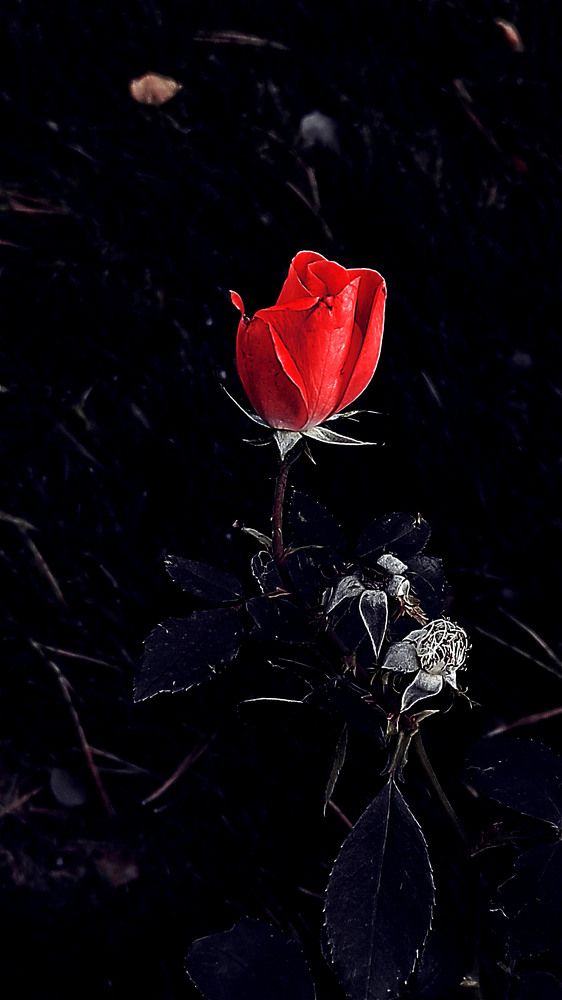 Ночная красавица