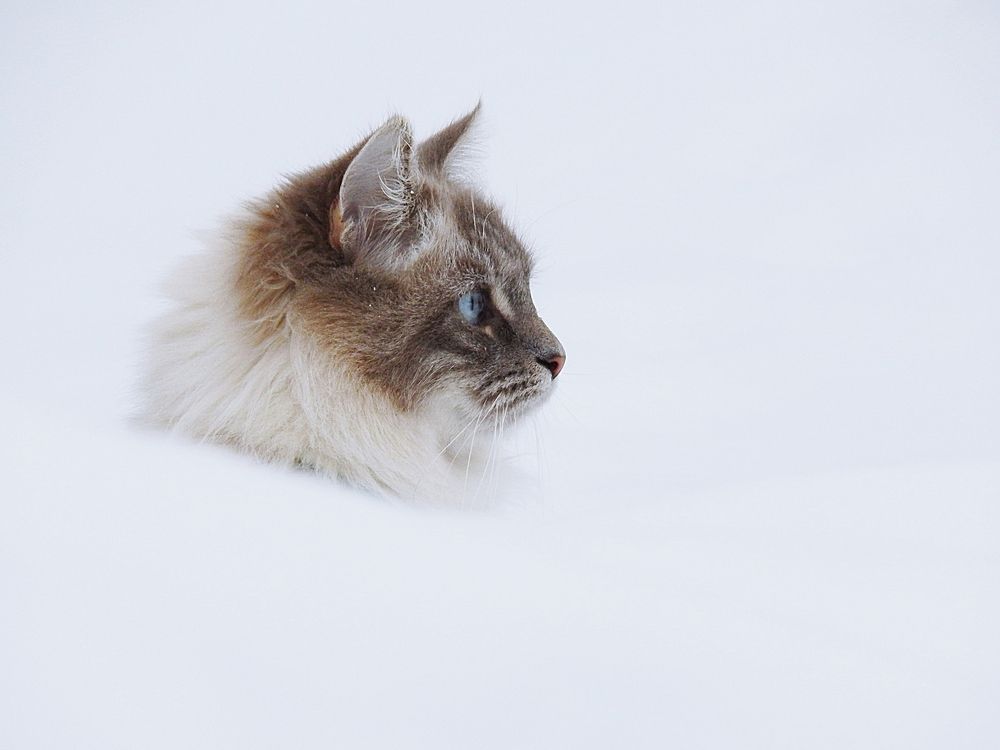 Смотритель зимы