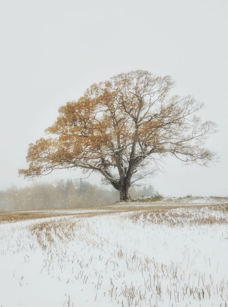 Winter in the autumn