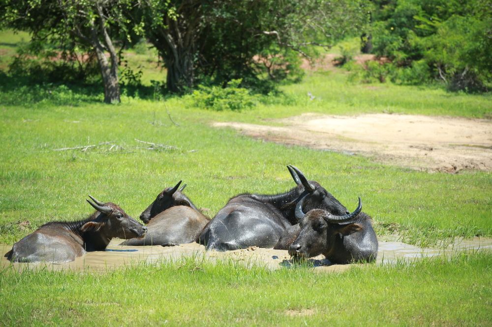 Фотография автора prabath randunu Jayasinghe