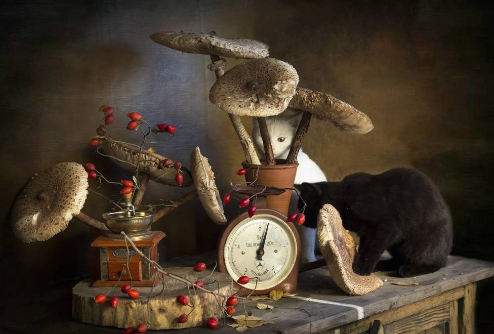 Изучающие грибочки