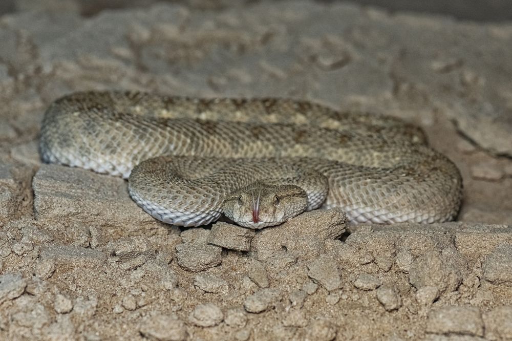 Photograph by Abubakr Younus