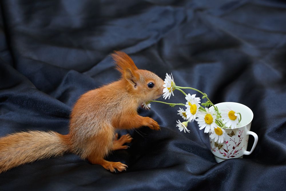 Photograph by Франгони Владимир