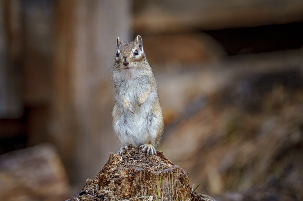 Photograph by Полякова Наталия