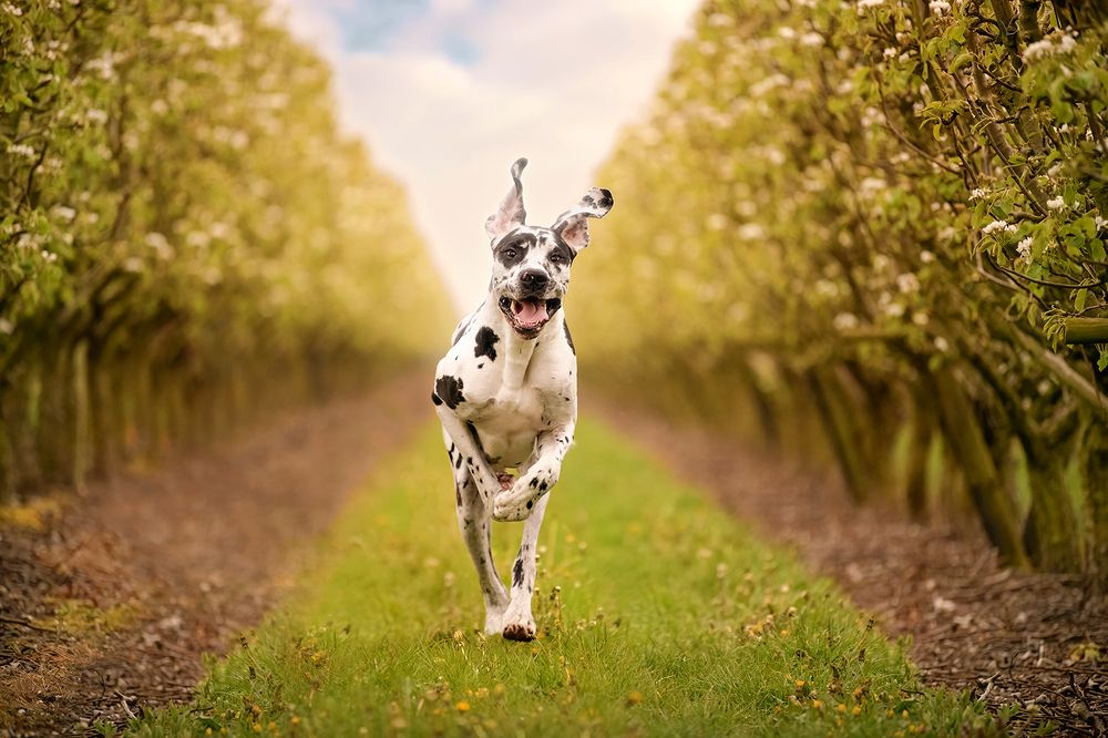 Photograph by Annette Hagemeijer