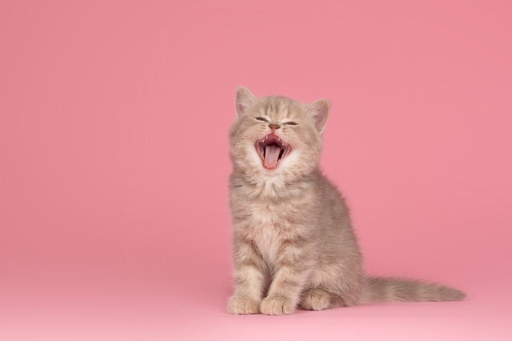 Photograph by Annette Hagemeijer