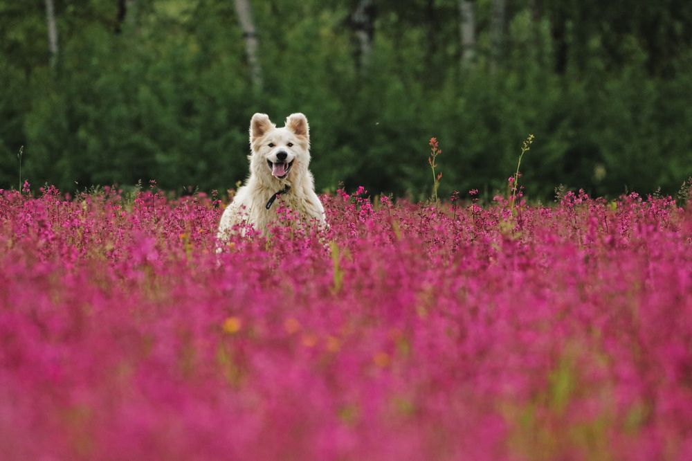 Photograph by Ольга Лобова