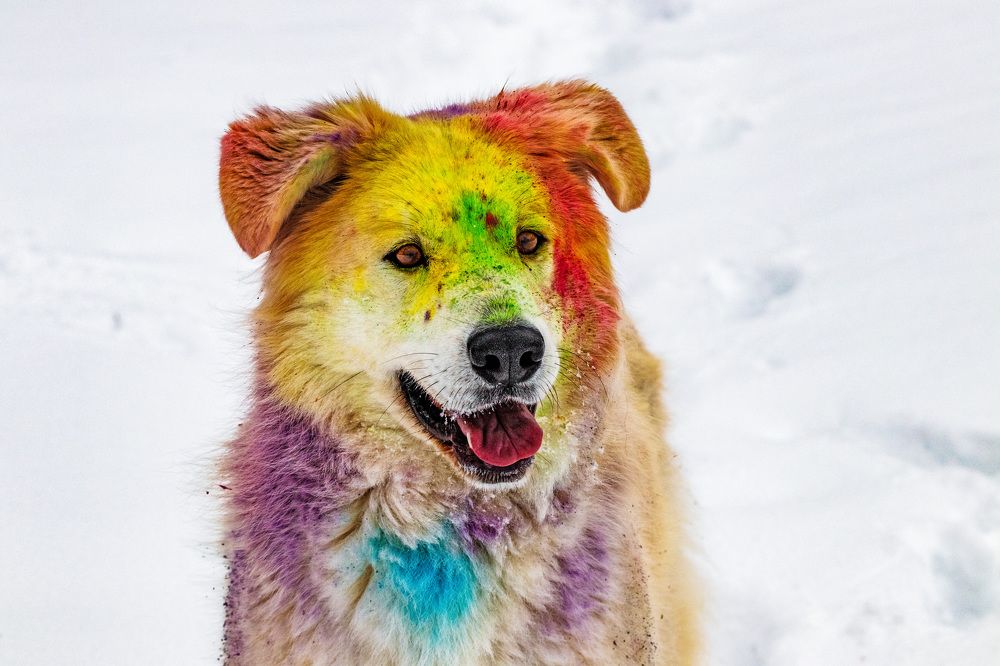 Happy holi