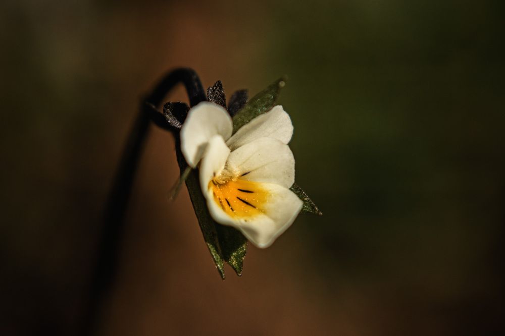 Photograph by Ольга Лобова