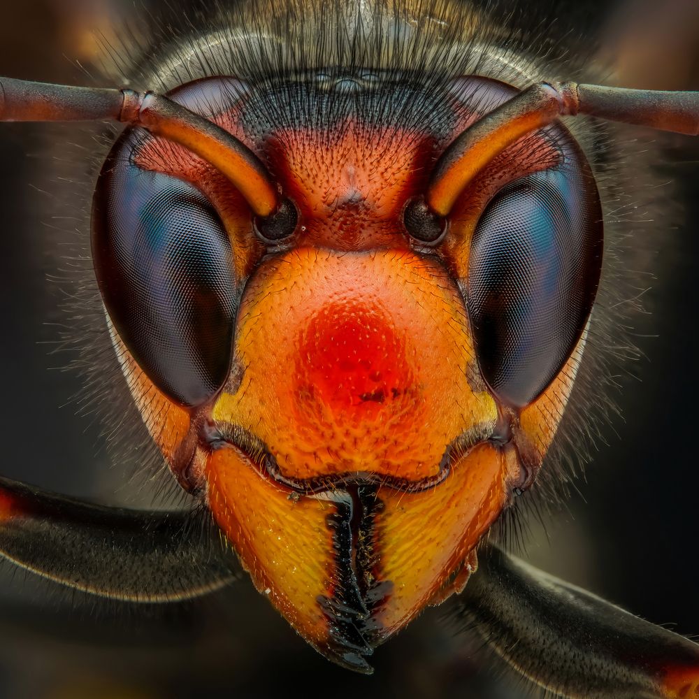 Photograph by Tran The Ngoc