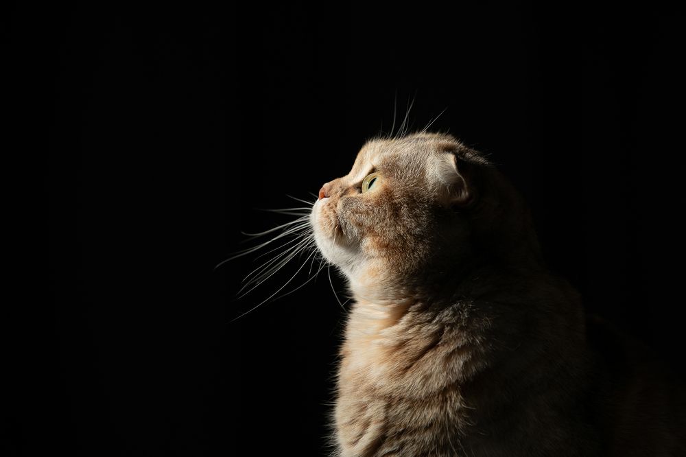 Фотография автора Татьяна Фролова