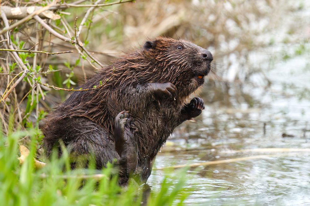 Почесушки бобра