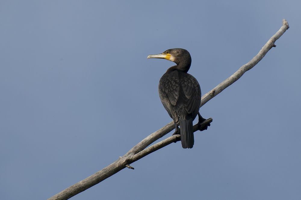 Photograph by José Ángel Villoslada Moreno