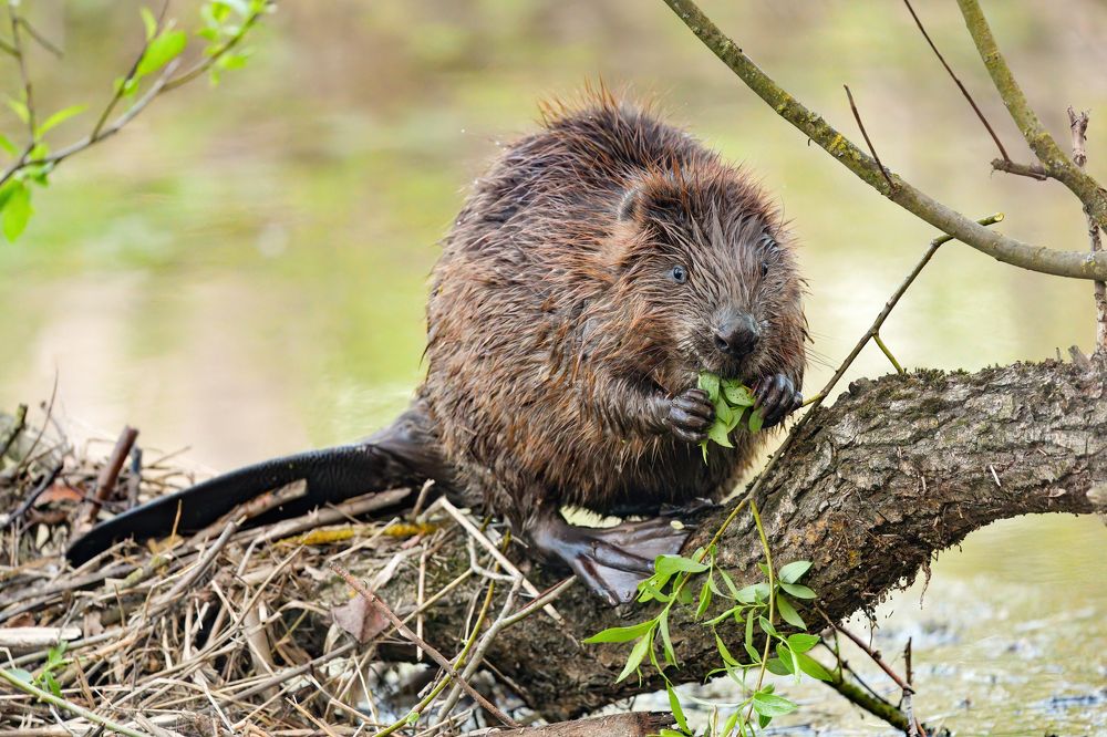 Photograph by Татьяна Шаньшина