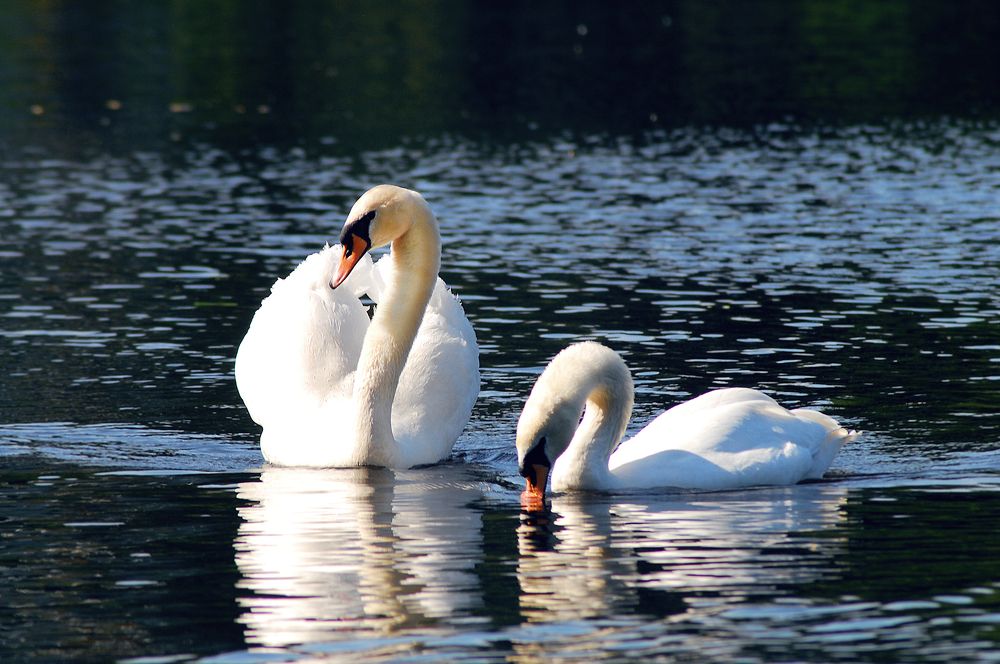 Фотография автора Анна Гаврилова