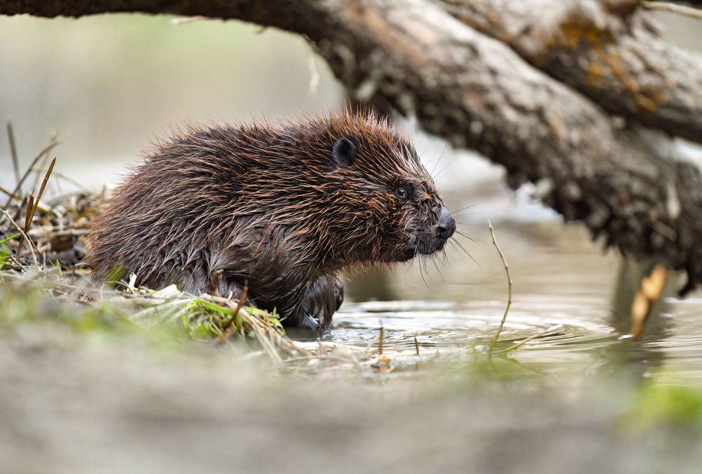 Photograph by Татьяна Шаньшина