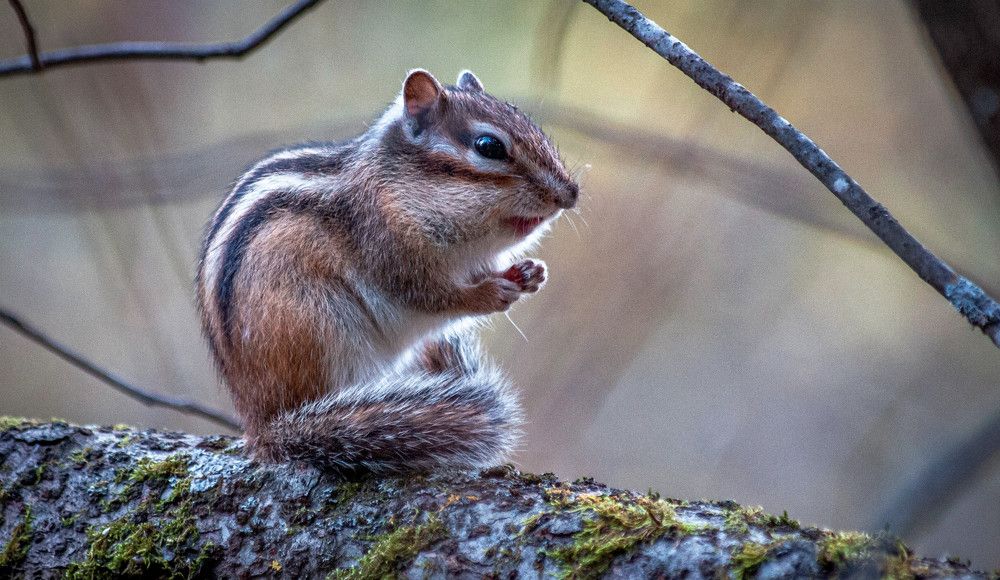 Photograph by Толян Бууулочкин