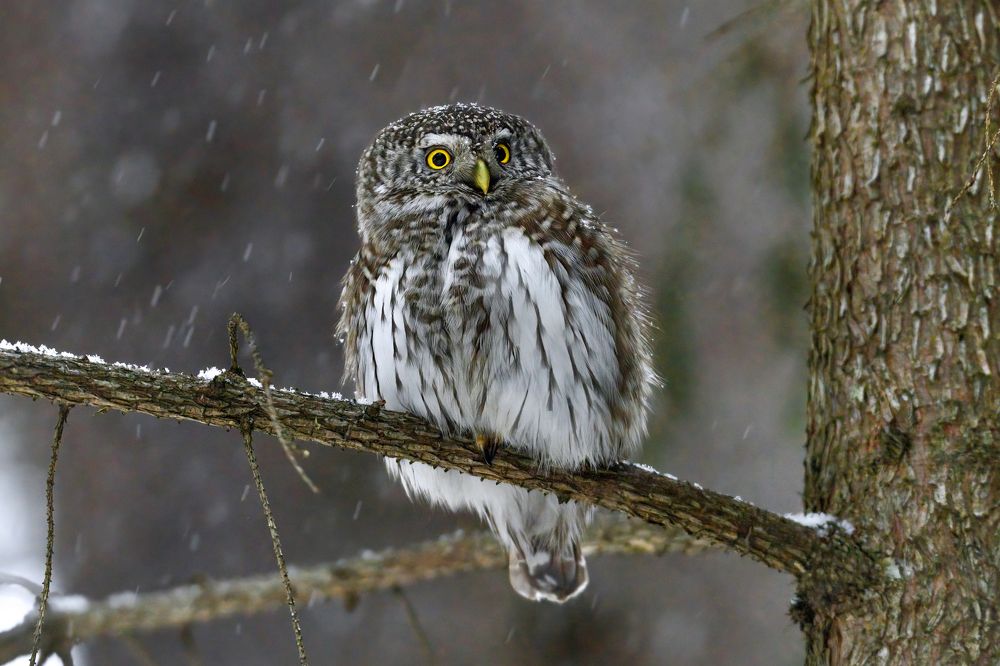 Маленькая сова