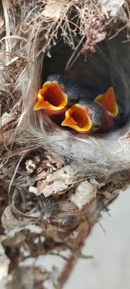 Sunbird babies