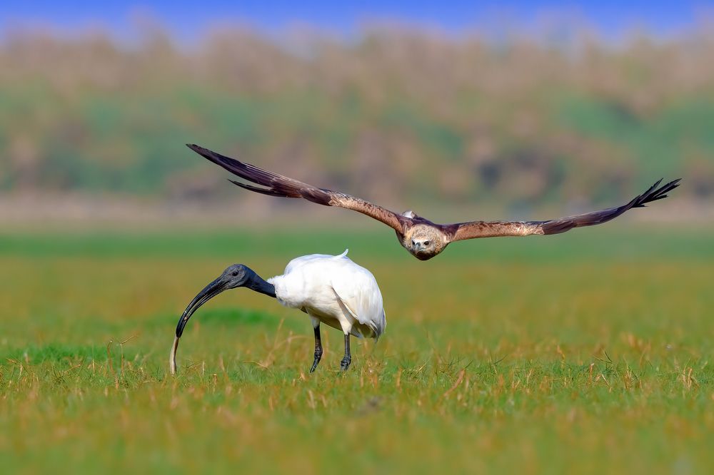 Brahminy kite v/s black headed ibis