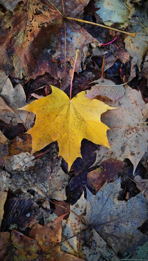 Photograph by Elena Goncharova