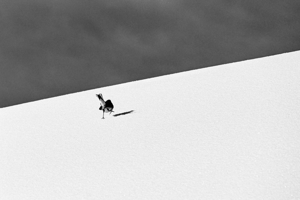 Photograph by Jan Musil