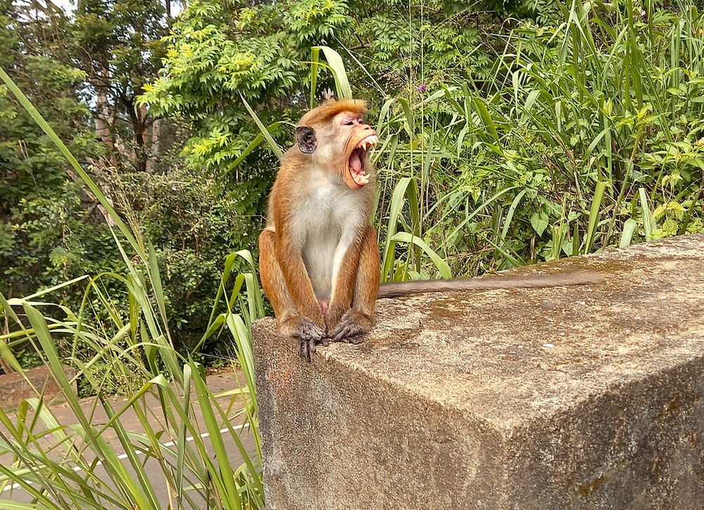 Как же смешно