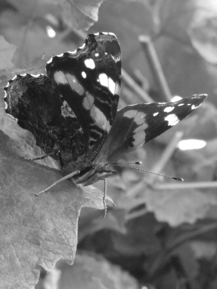 Photograph by Елена Коробченко