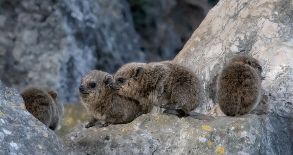 Фотография автора Mohammad sajd Abo abrahemm