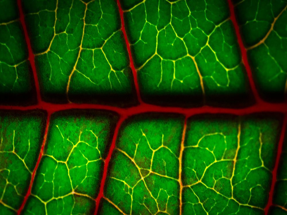 Photograph by Serdar AVCI