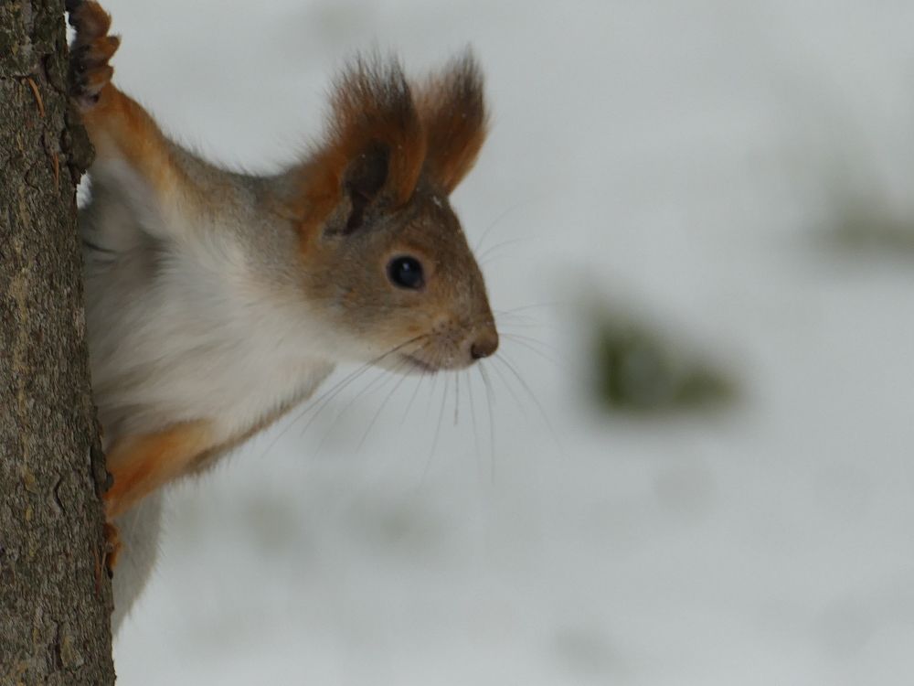 Photograph by Александр Кизим