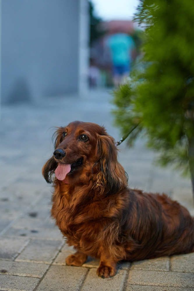 Фотография автора Дмитрий Смирнов