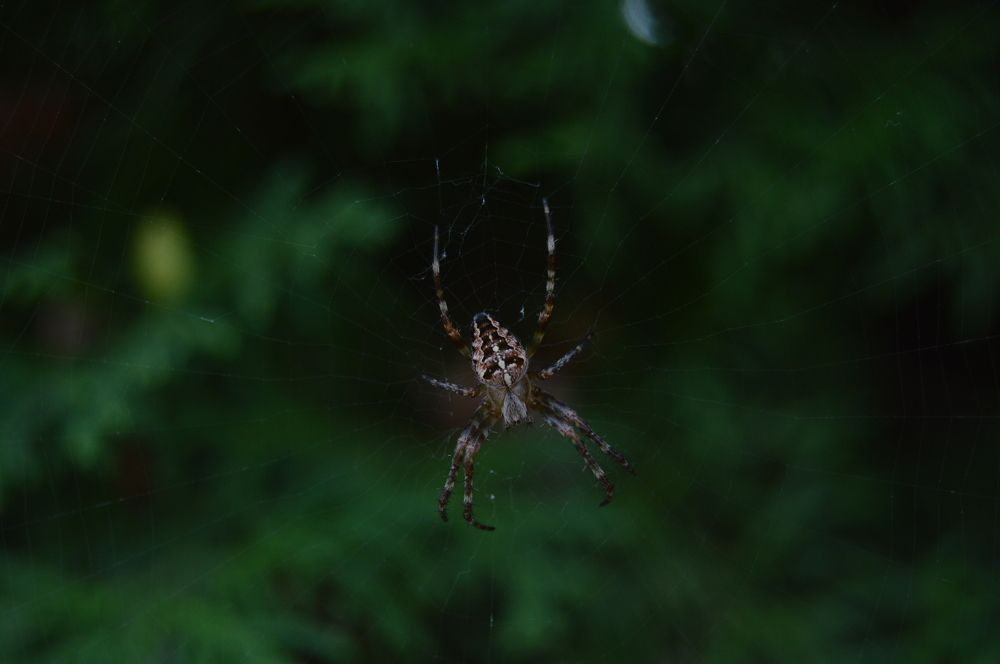 Photograph by Анна Богданова