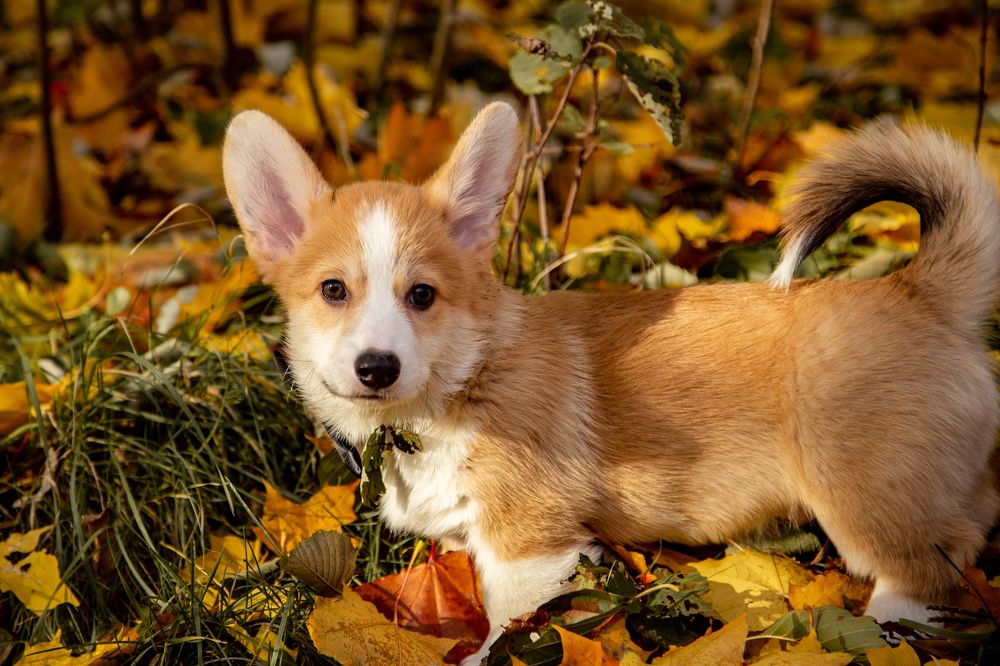 Фотография автора Станислава Гордеева