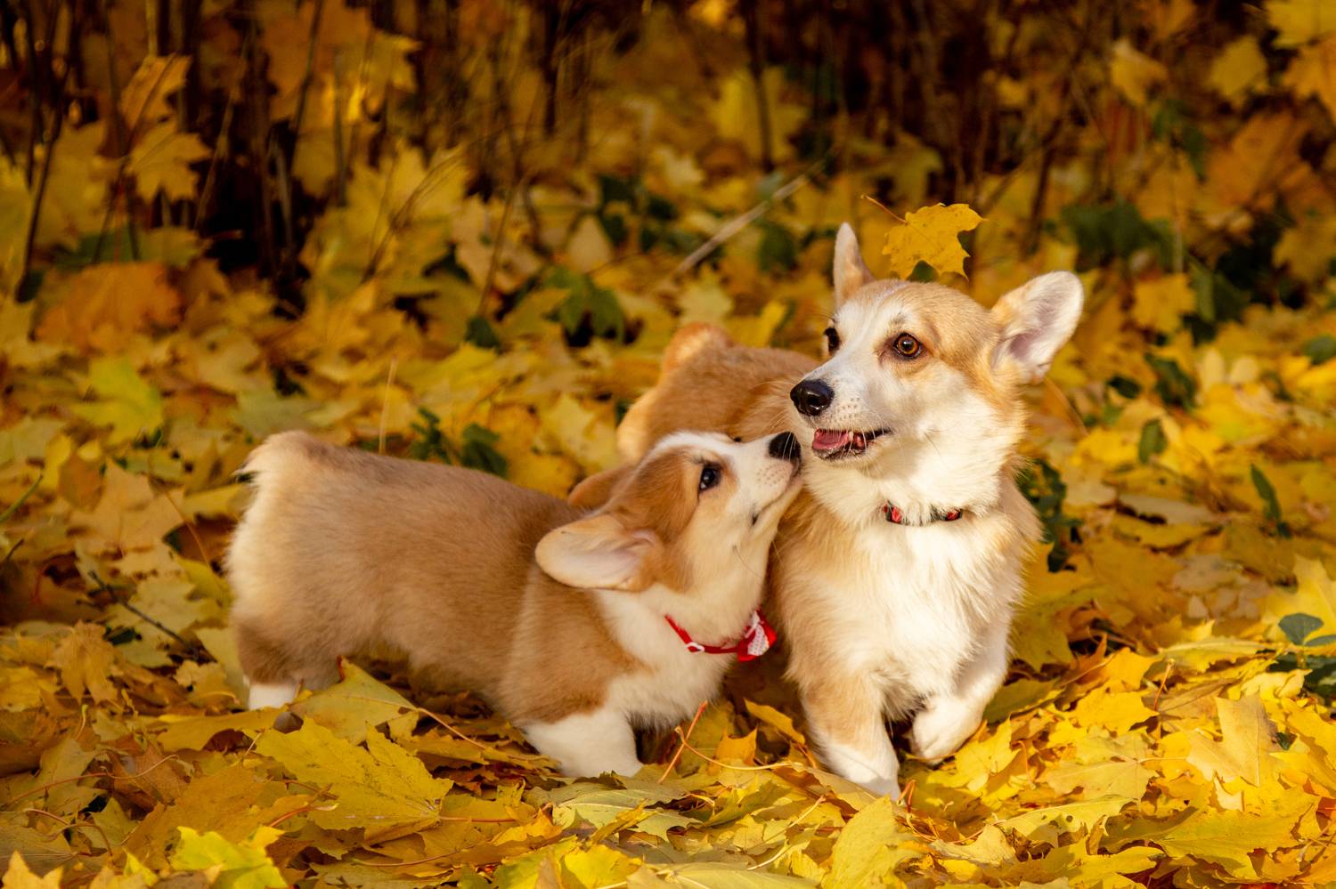 Photo #9789160