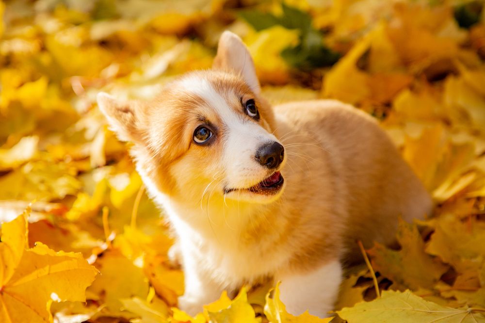 Фотография автора Станислава Гордеева