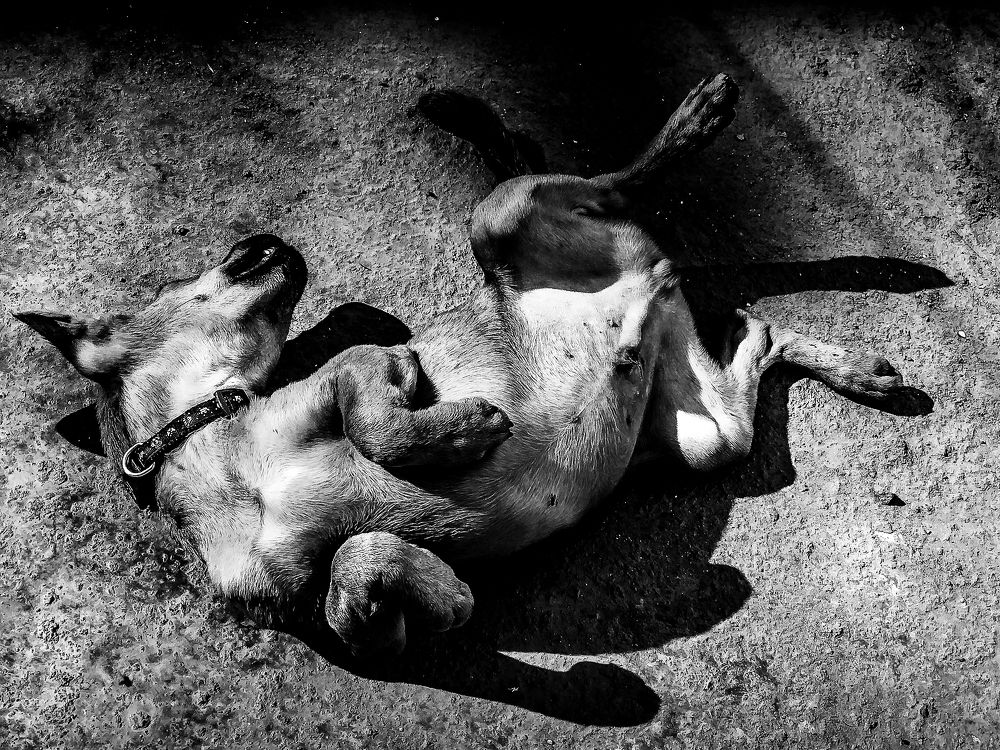 Фотография автора savitri Rawat