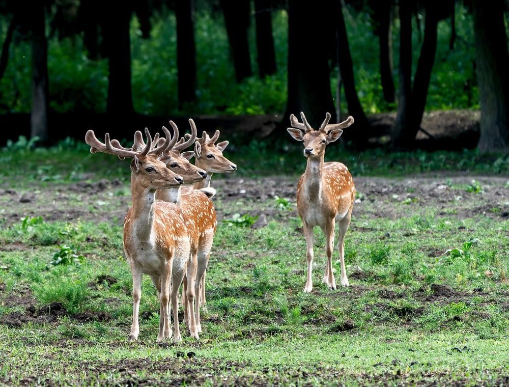 Photograph by Gabor Medgyesy