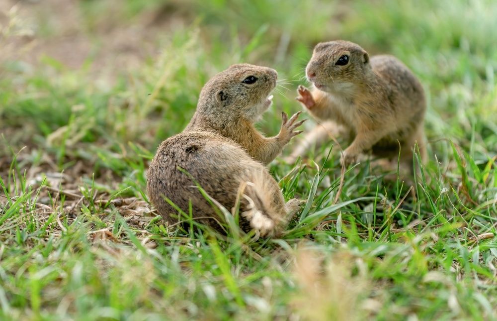 Photograph by Gabor Medgyesy